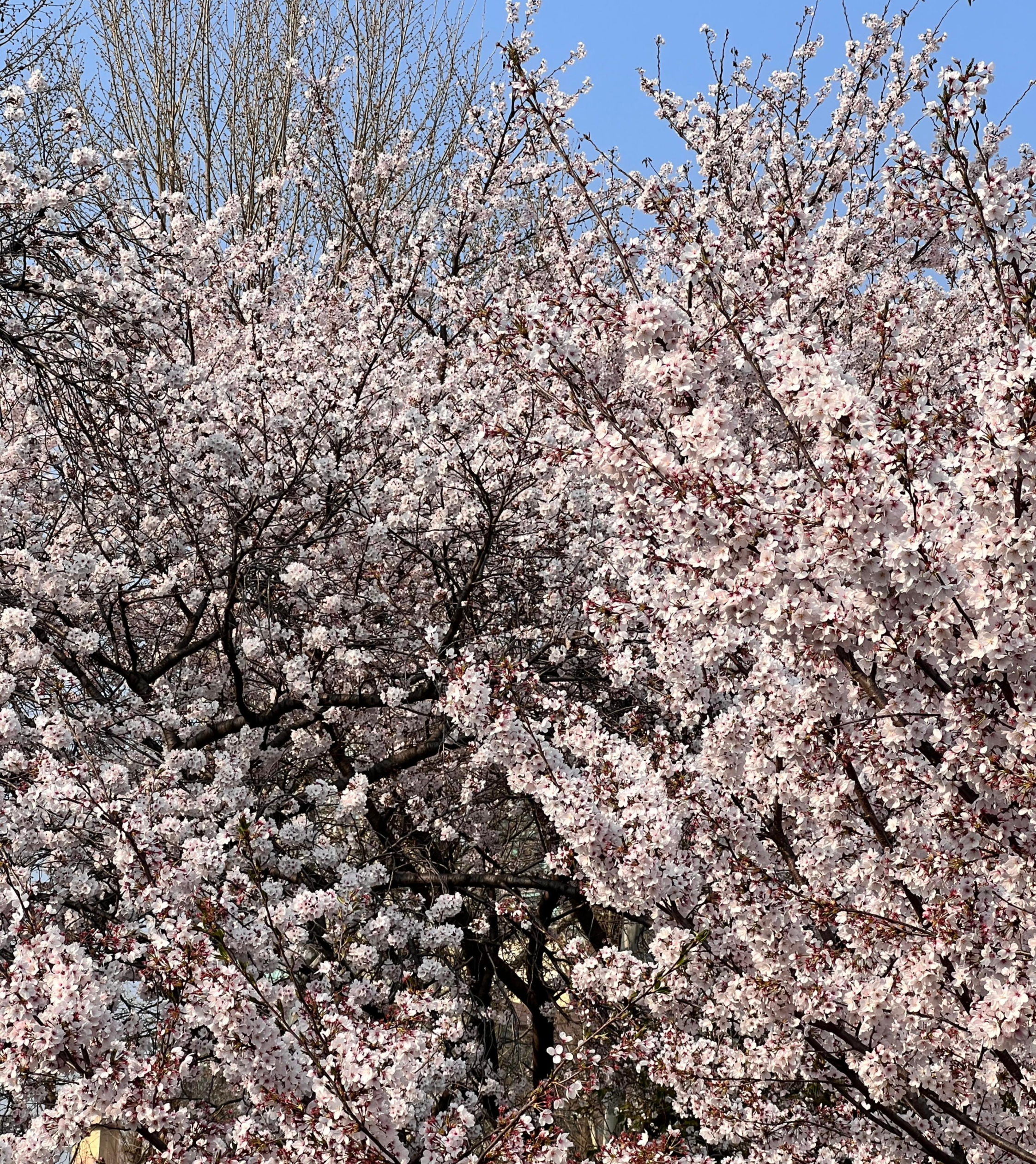 4월의 시작인 벚꽃